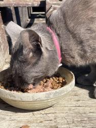 Found/Stray Female Cat last seen On Mare Island, Vallejo, CA 94592