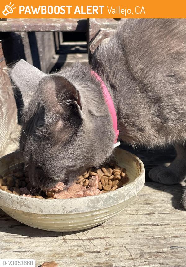 Found/Stray Female Cat last seen On Mare Island, Vallejo, CA 94592