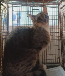 Shelter Stray Unknown Cat last seen , 1850 W 60th St, Los Angeles, CA 90047, USA