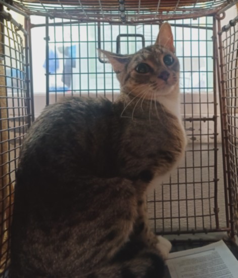 Shelter Stray Unknown Cat last seen , 1850 W 60th St, Los Angeles, CA 90047, USA