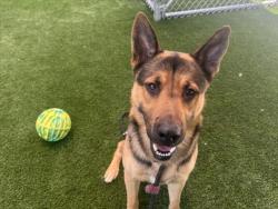Shelter Stray Male Dog last seen , 1850 W 60th St, Los Angeles, CA 90047, USA