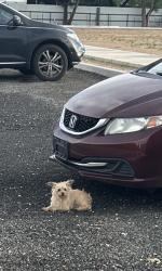 Found/Stray Unknown Dog last seen Near Osuna Rd Trailhead Chamizal, Los Ranchos de Albuquerque, NM 87107