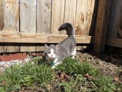 Lost Female Cat last seen west main st , Newark, OH 43055