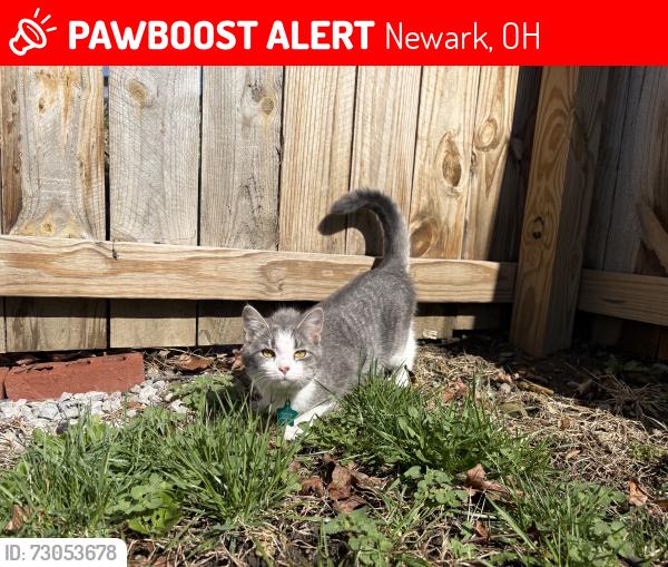 Lost Female Cat last seen west main st , Newark, OH 43055