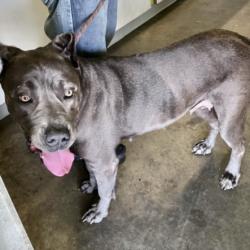 Shelter Stray Female Dog last seen , 1850 W 60th St, Los Angeles, CA 90047, USA