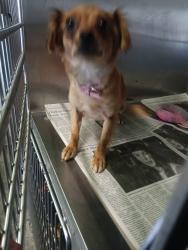 Shelter Stray Female Dog last seen , 1850 W 60th St, Los Angeles, CA 90047, USA