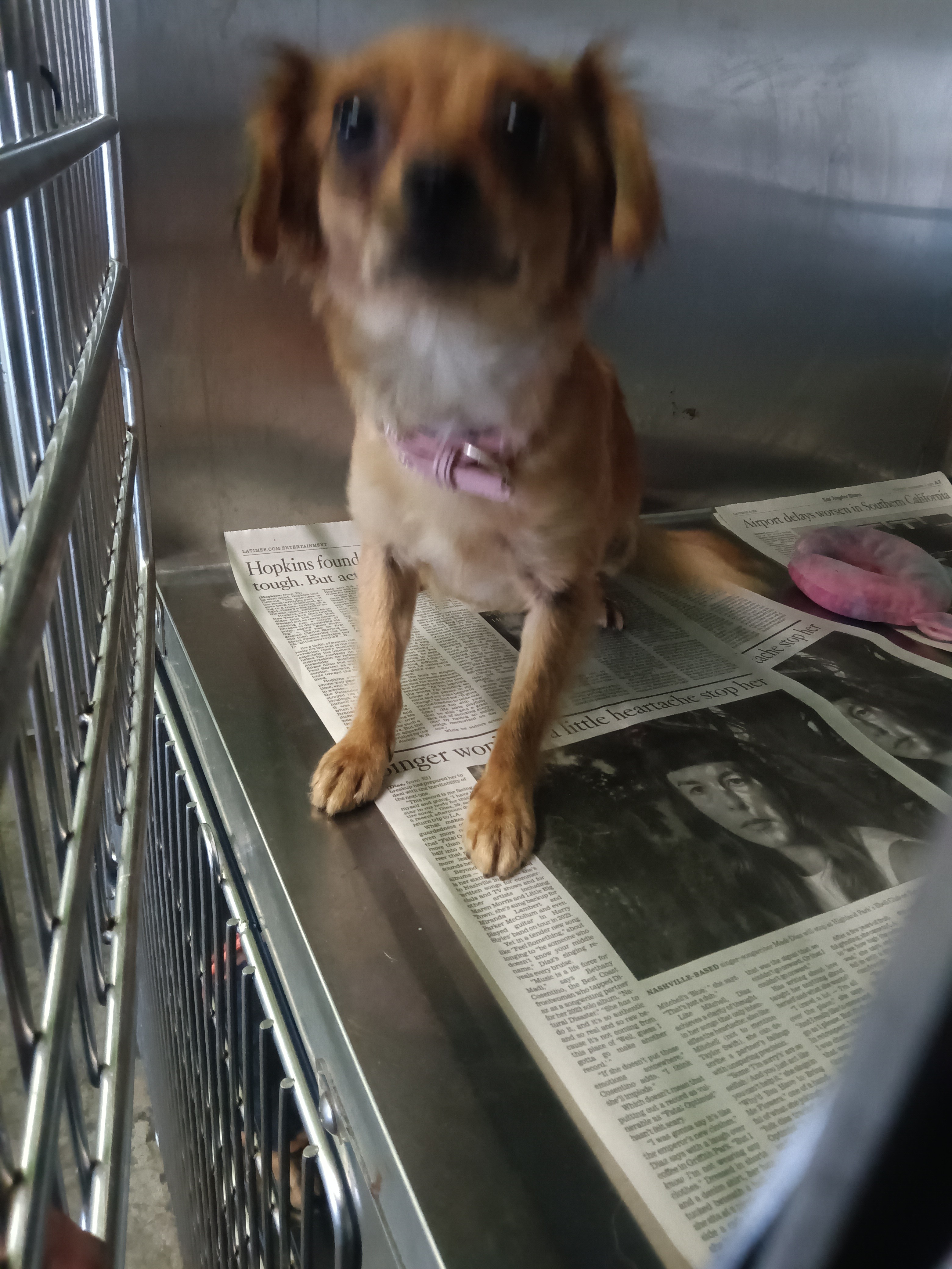 Shelter Stray Female Dog last seen , 1850 W 60th St, Los Angeles, CA 90047, USA