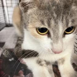 Shelter Stray Female Cat last seen , 1850 W 60th St, Los Angeles, CA 90047, USA