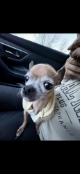 Lost Female Dog last seen Near e Arlington dr Springfield Mo 65803, Springfield, MO 65803