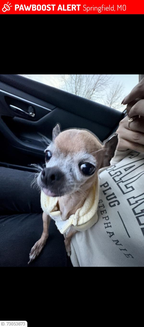 Lost Female Dog last seen Near e Arlington dr Springfield Mo 65803, Springfield, MO 65803