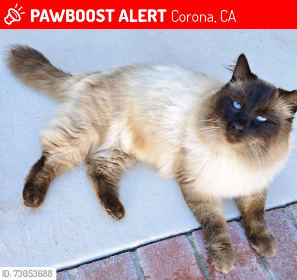 Lost Male Cat last seen Olive & Normandy Ter., Corona, CA 92878