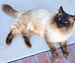 Lost Male Cat last seen Olive & Normandy Ter., Corona, CA 92878