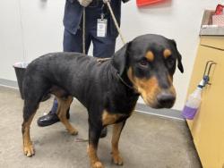 Shelter Stray Male Dog last seen , 1850 W 60th St, Los Angeles, CA 90047, USA