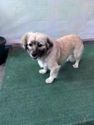 Shelter Stray Female Dog last seen , 4275 Elton St, Baldwin Park, CA 91706, USA