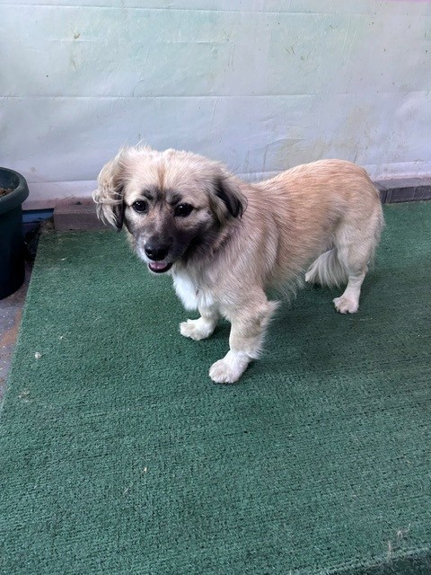 Shelter Stray Female Dog last seen , 4275 Elton St, Baldwin Park, CA 91706, USA