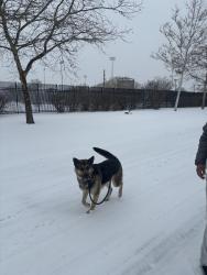 Reunited Male Dog last seen Liberty St, Trenton, NJ, USA, Trenton, NJ 08610