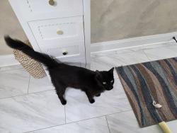 Found/Stray Male Cat last seen Wells Road at Eldridge, Orange Park, FL 32073