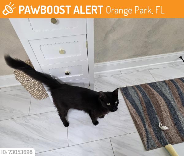 Found/Stray Male Cat last seen Wells Road at Eldridge, Orange Park, FL 32073