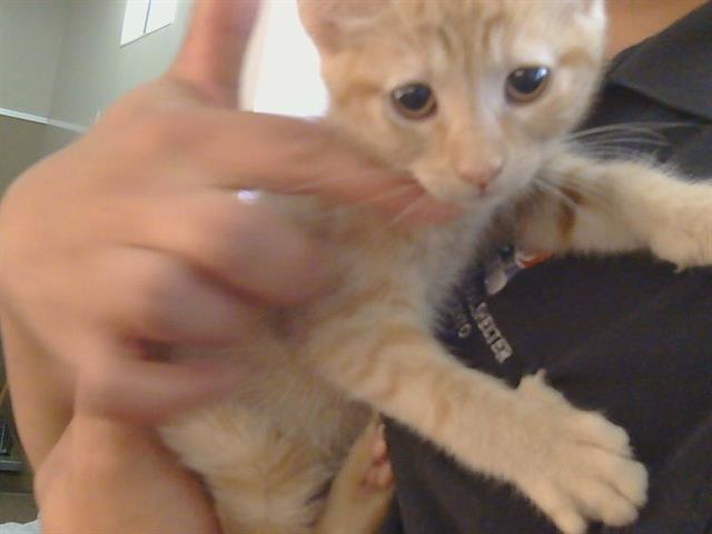 Shelter Stray Female Cat last seen COUNTRY PARK DR/HAYFIELD CIR, 95828, 3839 Bradshaw Rd, Sacramento, CA 95827, USA