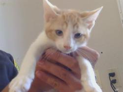 Shelter Stray Male Cat last seen COUNTRY PARK DR/HAYFIELD CIR, 95828, 3839 Bradshaw Rd, Sacramento, CA 95827, USA