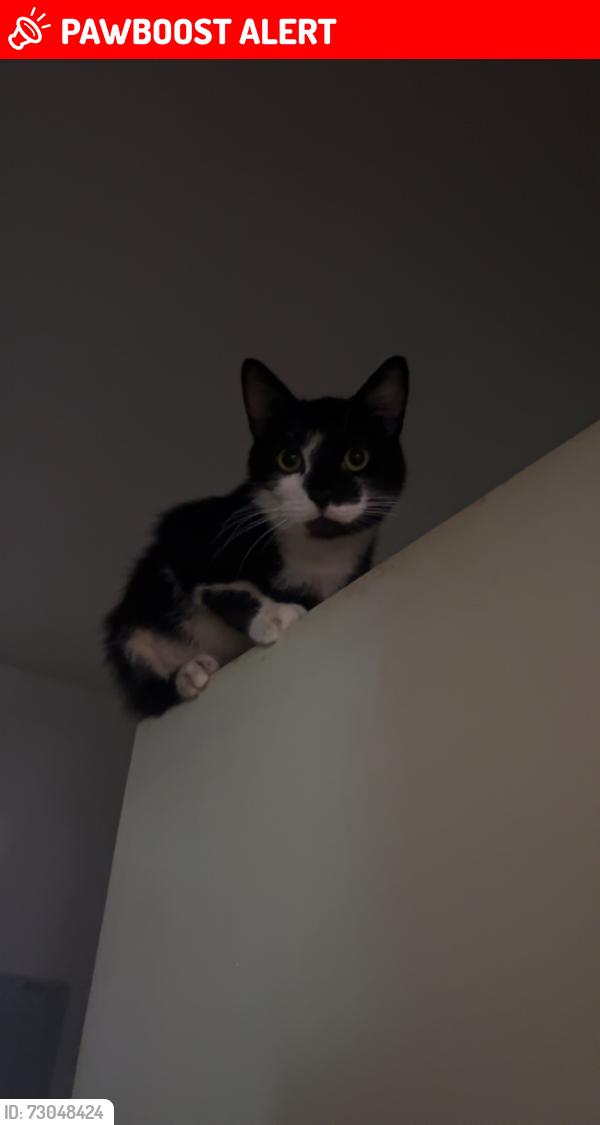 Lost Male Cat last seen In the flt itself believed to have escaped through a window, Southville, England BS3 1SH