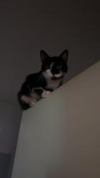 Lost Male Cat last seen In the flt itself believed to have escaped through a window, Southville, England BS3 1SH