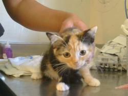 Shelter Stray Female Cat last seen GOLDEN GATE AVE/MOUNTAIN AVE, 95662, 3839 Bradshaw Rd, Sacramento, CA 95827, USA
