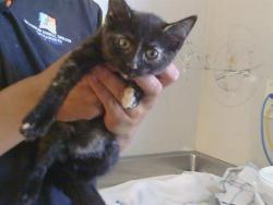 Shelter Stray Female Cat last seen GOLDEN GATE AVE/MOUNTAIN AVE, 95662, 3839 Bradshaw Rd, Sacramento, CA 95827, USA