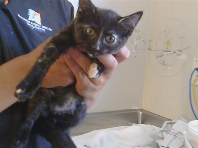 Shelter Stray Female Cat last seen GOLDEN GATE AVE/MOUNTAIN AVE, 95662, 3839 Bradshaw Rd, Sacramento, CA 95827, USA