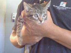 Shelter Stray Female Cat last seen GOLDEN GATE AVE/MOUNTAIN AVE, 95662, 3839 Bradshaw Rd, Sacramento, CA 95827, USA