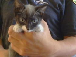 Shelter Stray Female Cat last seen 32ND ST/ELKHORN BLVD, 95660, 3839 Bradshaw Rd, Sacramento, CA 95827, USA