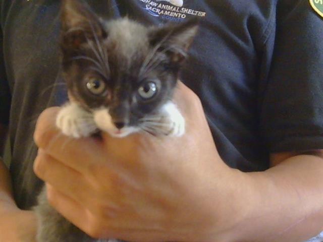 Shelter Stray Female Cat last seen 32ND ST/ELKHORN BLVD, 95660, 3839 Bradshaw Rd, Sacramento, CA 95827, USA