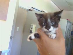 Shelter Stray Male Cat last seen 32ND ST/ELKHORN BLVD, 95660, 3839 Bradshaw Rd, Sacramento, CA 95827, USA