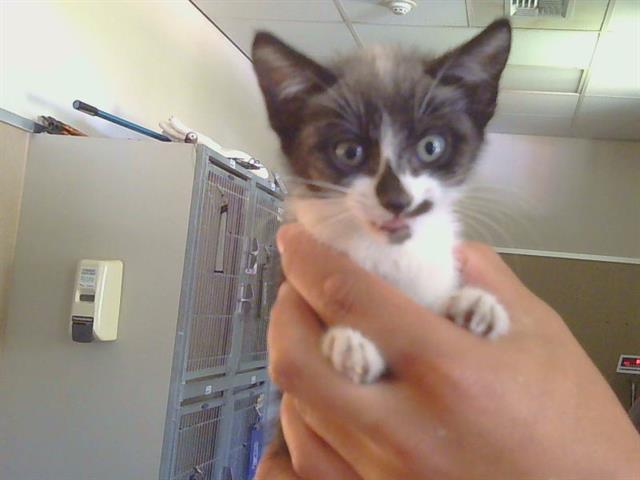 Shelter Stray Female Cat last seen 32ND ST/ELKHORN BLVD, 95660, 3839 Bradshaw Rd, Sacramento, CA 95827, USA