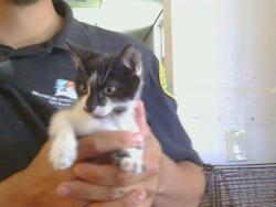 Shelter Stray Female Cat last seen 32ND ST/ELKHORN BLVD, 95660, 3839 Bradshaw Rd, Sacramento, CA 95827, USA