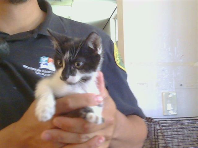 Shelter Stray Female Cat last seen 32ND ST/ELKHORN BLVD, 95660, 3839 Bradshaw Rd, Sacramento, CA 95827, USA