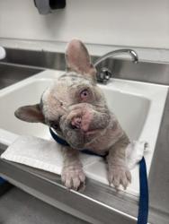 Shelter Stray Female Dog last seen 47th and International, Oakland, CA, 1101 29th Ave, Oakland, CA 94601, USA