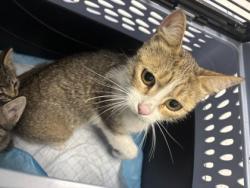 Shelter Stray Female Cat last seen Near Sunnyside St, Oakland, CA, 1101 29th Ave, Oakland, CA 94601, USA