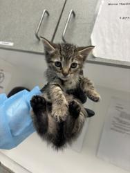 Shelter Stray Female Cat last seen Near Sunnyside St, Oakland, CA, 1101 29th Ave, Oakland, CA 94601, USA