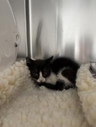 Shelter Stray Female Cat last seen Near Chapman, Oakland, CA, 1101 29th Ave, Oakland, CA 94601, USA
