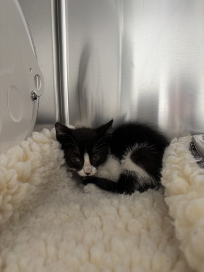 Shelter Stray Female Cat last seen Near Chapman, Oakland, CA, 1101 29th Ave, Oakland, CA 94601, USA