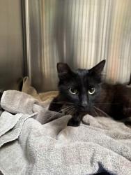 Shelter Stray Unknown Cat last seen Near surrey ln, Oakland, CA, 1101 29th Ave, Oakland, CA 94601, USA