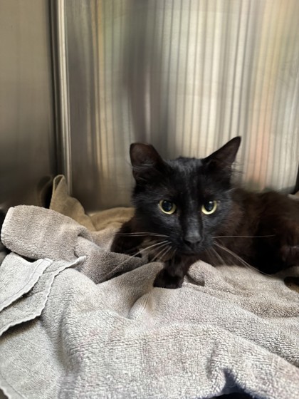 Shelter Stray Male Cat last seen Near surrey ln, Oakland, CA, 1101 29th Ave, Oakland, CA 94601, USA