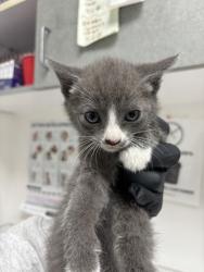 Shelter Stray Female Cat last seen Near 90th ave, Oakland, CA, 1101 29th Ave, Oakland, CA 94601, USA