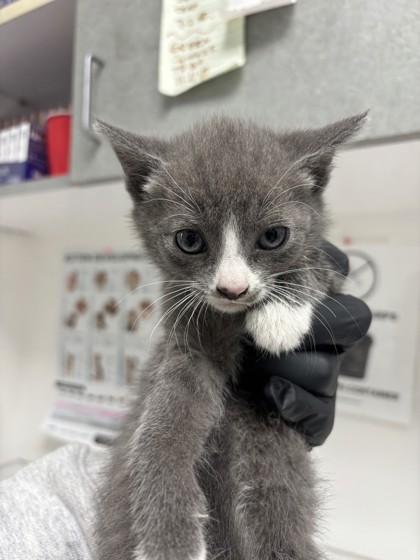 Shelter Stray Female Cat last seen Near 90th ave, Oakland, CA, 1101 29th Ave, Oakland, CA 94601, USA