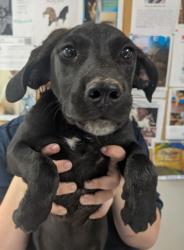 Shelter Stray Female Dog last seen Near Sky Blue (ACO-GG), Valencia, , 1209 NM-314, Los Lunas, NM 87031, USA