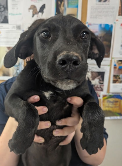 Shelter Stray Female Dog last seen Near Sky Blue (ACO-GG), Valencia, , 1209 NM-314, Los Lunas, NM 87031, USA