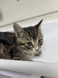 Shelter Stray Male Cat last seen Near 90th ave, Oakland, CA, 1101 29th Ave, Oakland, CA 94601, USA