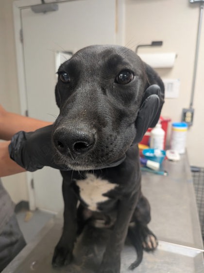 Shelter Stray Male Dog last seen Near Sky Blue (ACO-GG), Valencia, , 1209 NM-314, Los Lunas, NM 87031, USA