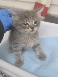 Shelter Stray Male Cat last seen Near 66th ave, Oakland, CA, 1101 29th Ave, Oakland, CA 94601, USA